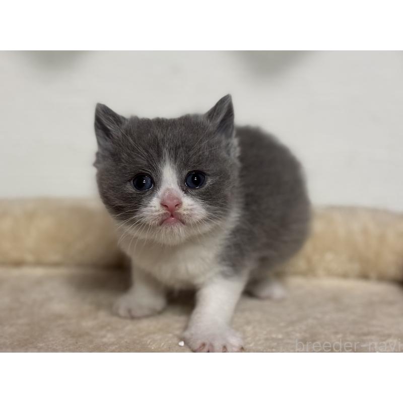 販売中の神奈川県のブリティッシュショートヘア-136607の10枚目