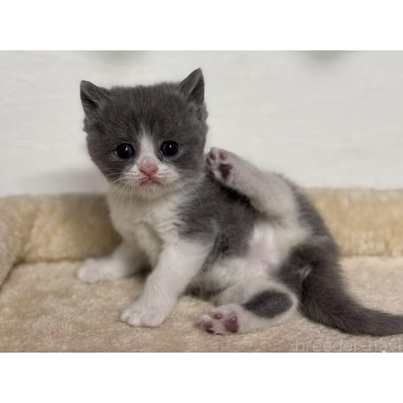 販売中の神奈川県のブリティッシュショートヘア-136607の7枚目