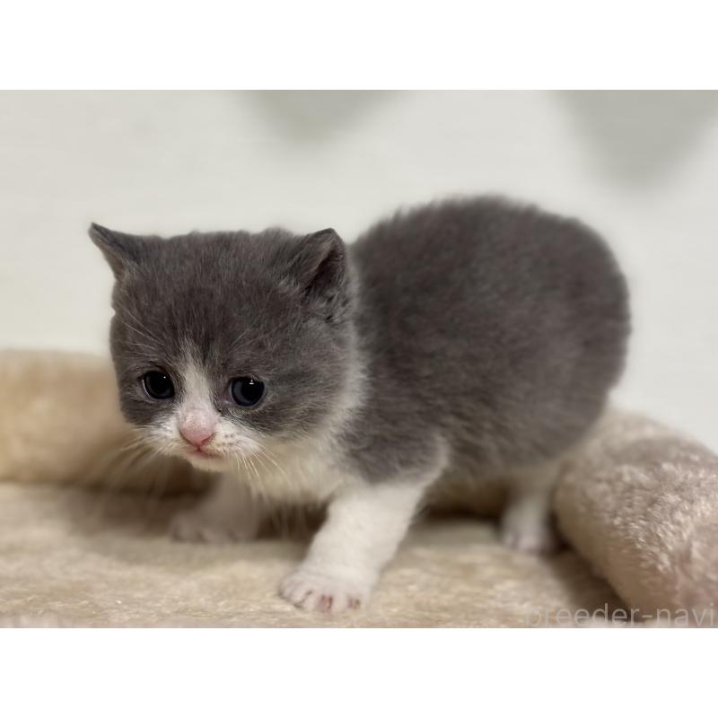 販売中の神奈川県のブリティッシュショートヘア-136607の5枚目