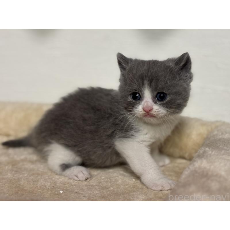 販売中の神奈川県のブリティッシュショートヘア-136607の4枚目