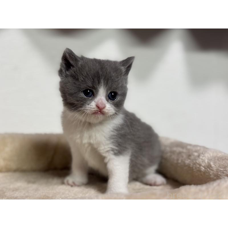 販売中の神奈川県のブリティッシュショートヘア-136607の3枚目