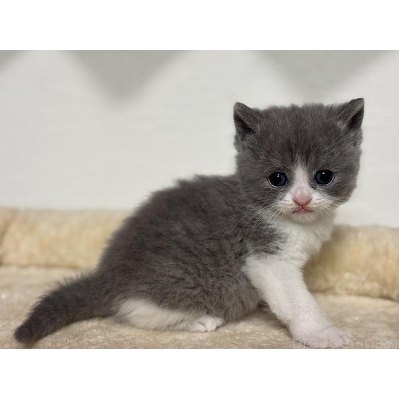 販売中の神奈川県のブリティッシュショートヘア-136607の2枚目