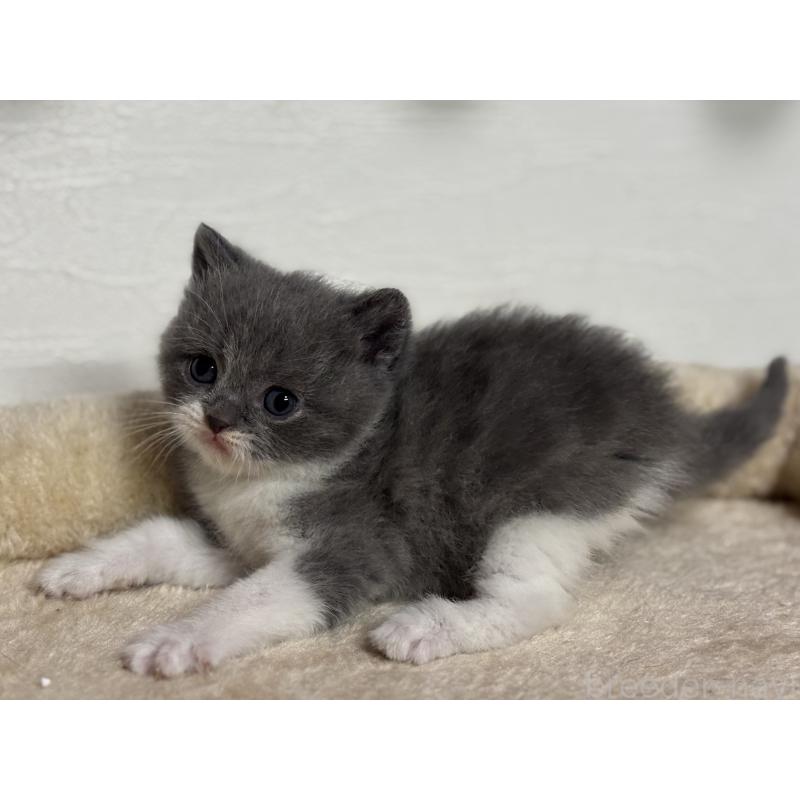 販売中の神奈川県のブリティッシュショートヘア-136608の11枚目