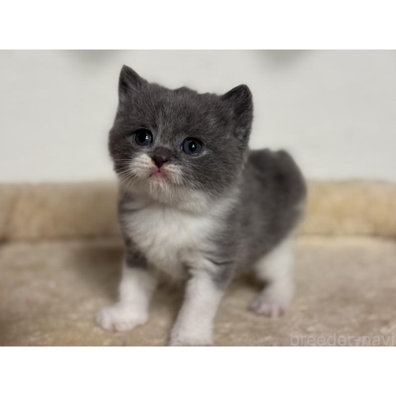 販売中の神奈川県のブリティッシュショートヘア-136608の9枚目