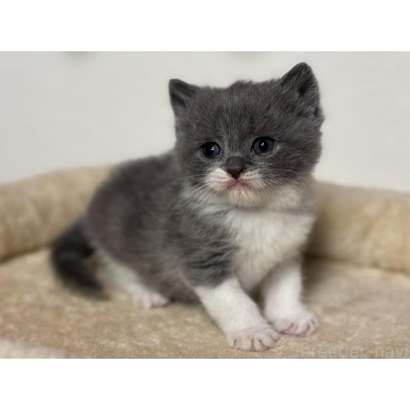 販売中の神奈川県のブリティッシュショートヘア-136608の7枚目