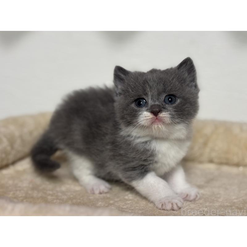 販売中の神奈川県のブリティッシュショートヘア-136608の6枚目