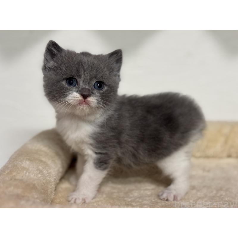 販売中の神奈川県のブリティッシュショートヘア-136608の4枚目