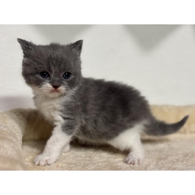 販売中の神奈川県のブリティッシュショートヘア-136608の3枚目