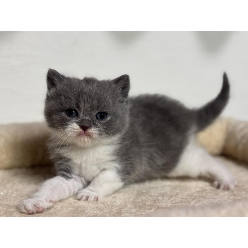 販売中の神奈川県のブリティッシュショートヘア-136608の2枚目