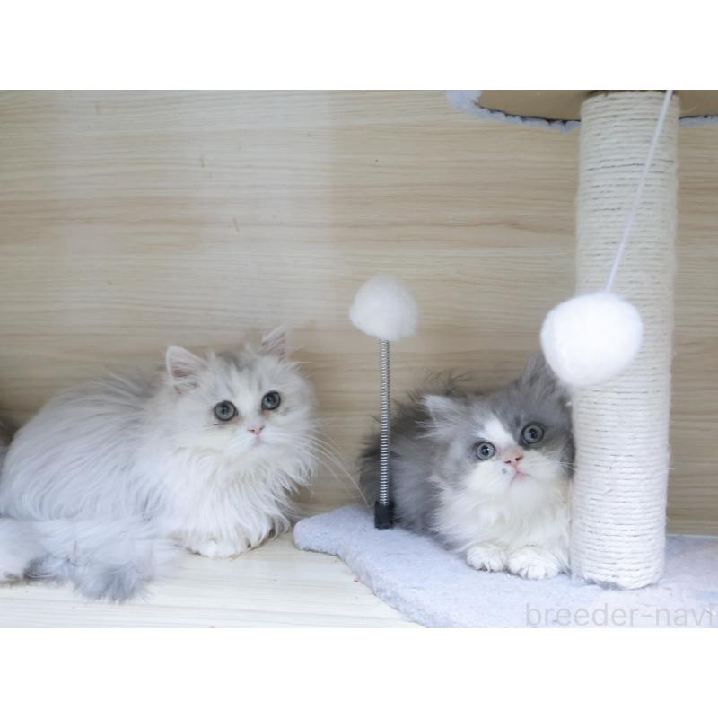 販売中の埼玉県のミヌエット(短足)-136609の7枚目