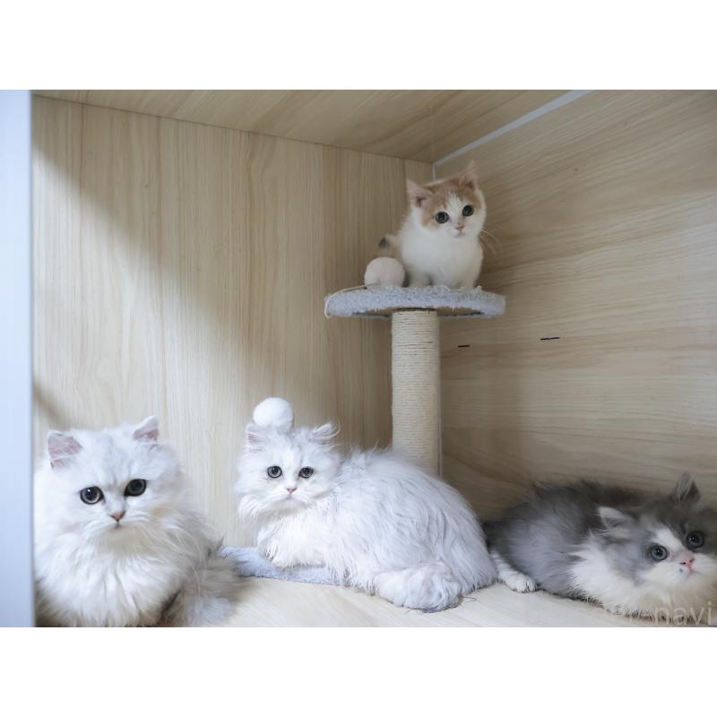 販売中の埼玉県のミヌエット(短足)-136609の4枚目