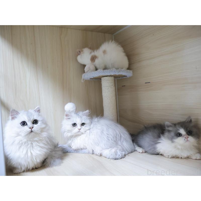 販売中の埼玉県のミヌエット(短足)-136609の3枚目