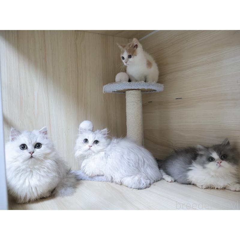 販売中の埼玉県のミヌエット(短足)-136609の2枚目