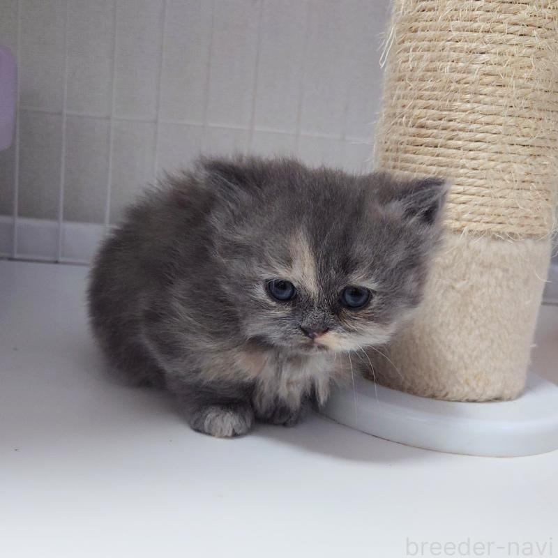 成約済の埼玉県のミヌエット(短足)-136380の9枚目