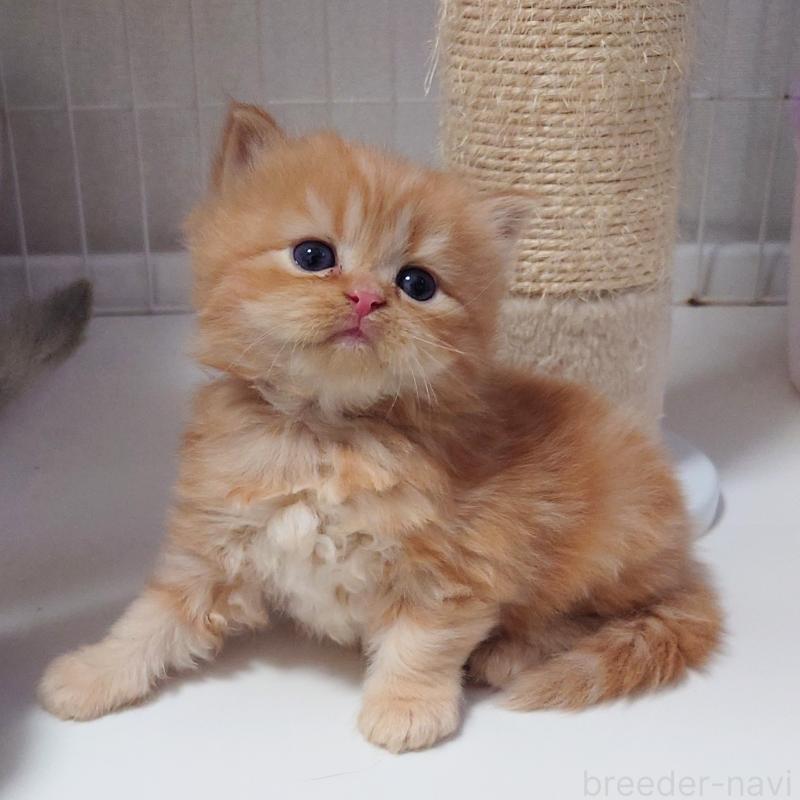 販売中の埼玉県のミヌエット-136382の18枚目