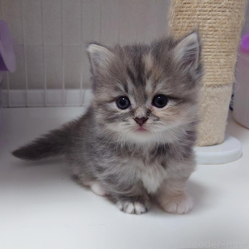 成約済の埼玉県のミヌエット(短足)-136378の4枚目