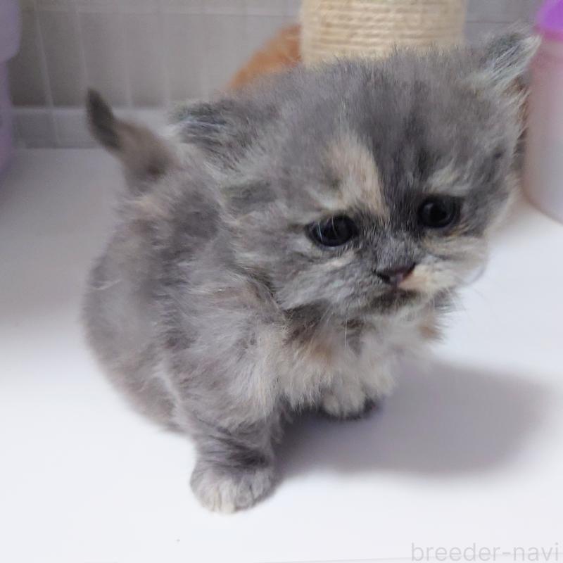 販売中の埼玉県のミヌエット(短足)-136380