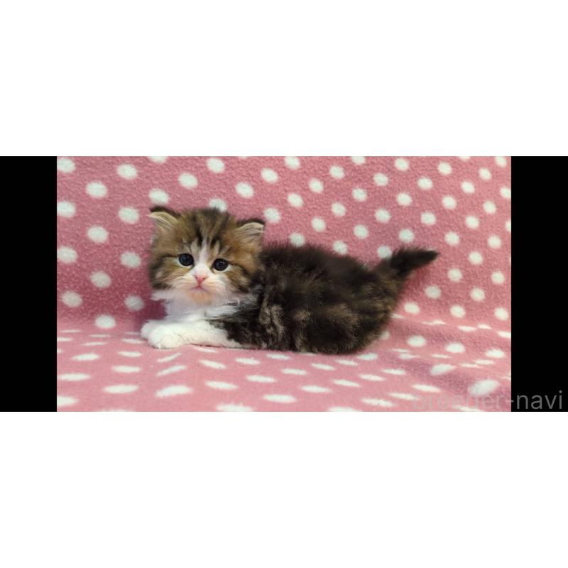 販売中の愛知県のミヌエット-136615の4枚目