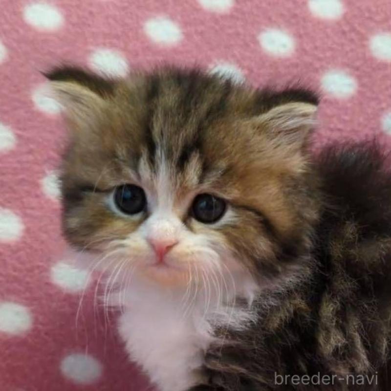 販売中の愛知県のミヌエット-136615