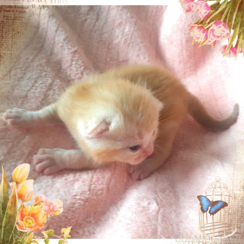 販売中の東京都のアメリカンショートヘア-136616の6枚目