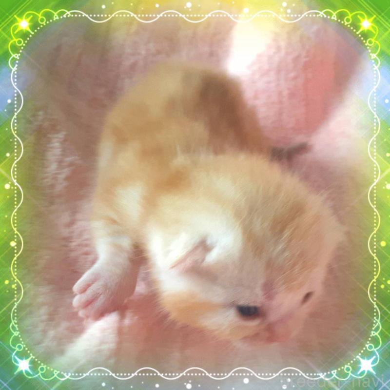 販売中の東京都のアメリカンショートヘア-136616の4枚目