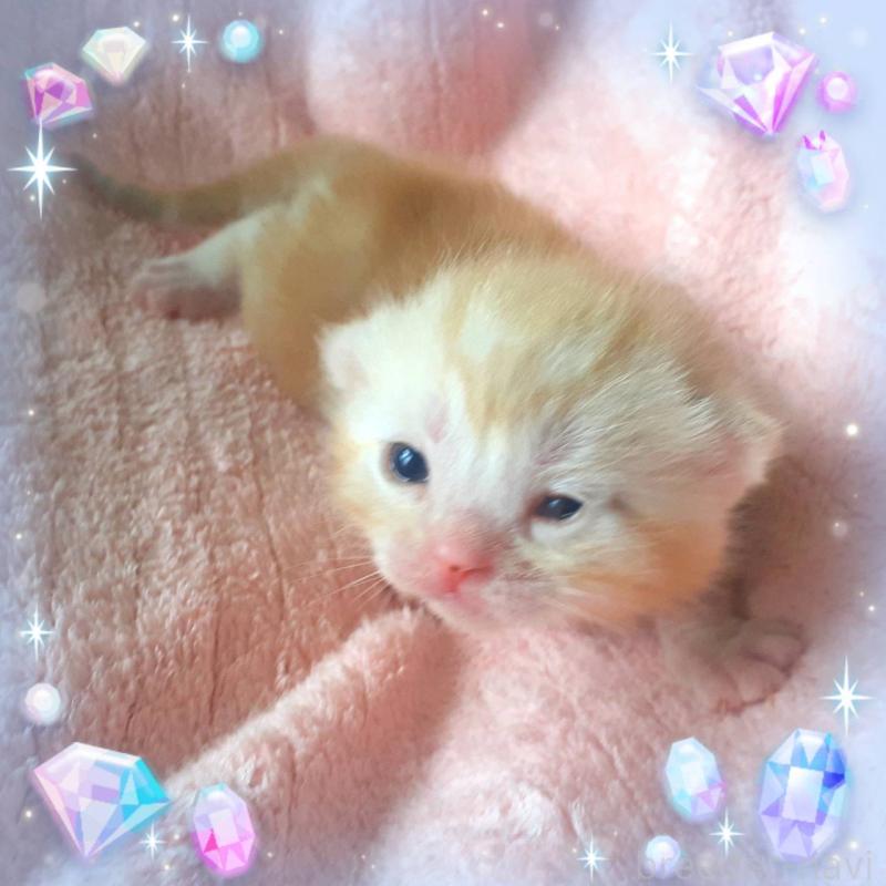 販売中の東京都のアメリカンショートヘア-136616の3枚目