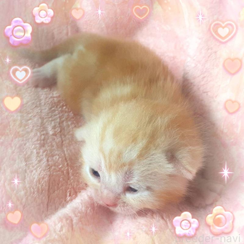 販売中の東京都のアメリカンショートヘア-136616の2枚目