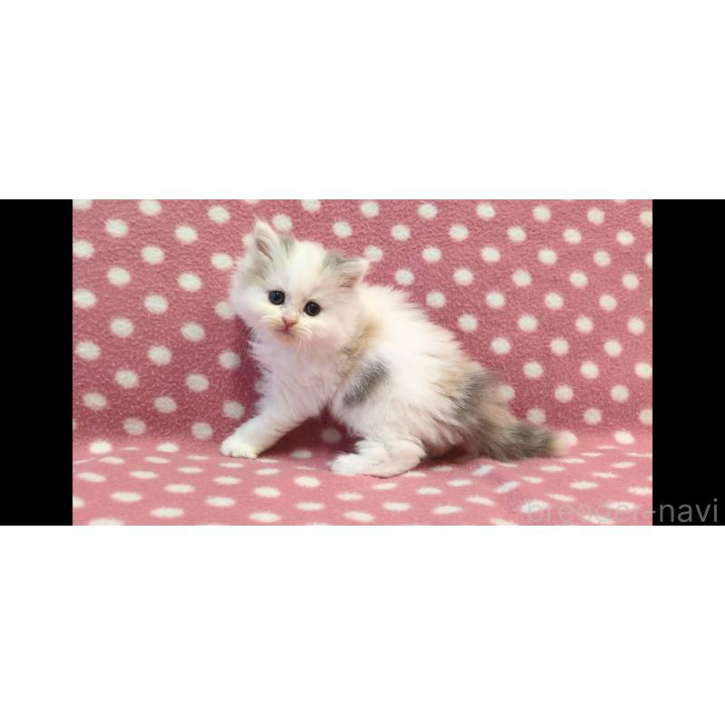 販売中の愛知県のミヌエット-136617の4枚目