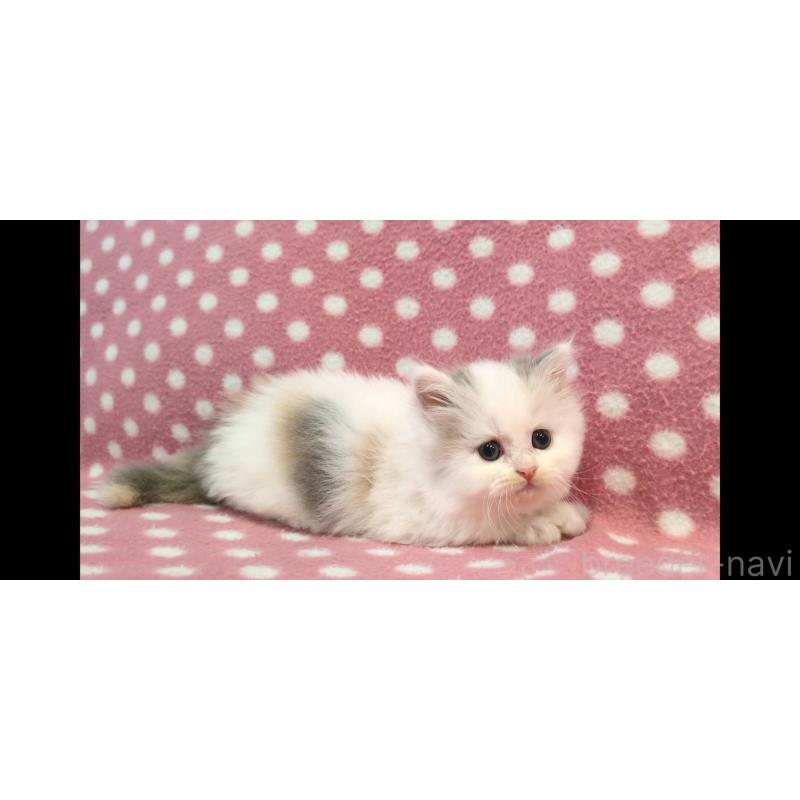 販売中の愛知県のミヌエット-136617の3枚目