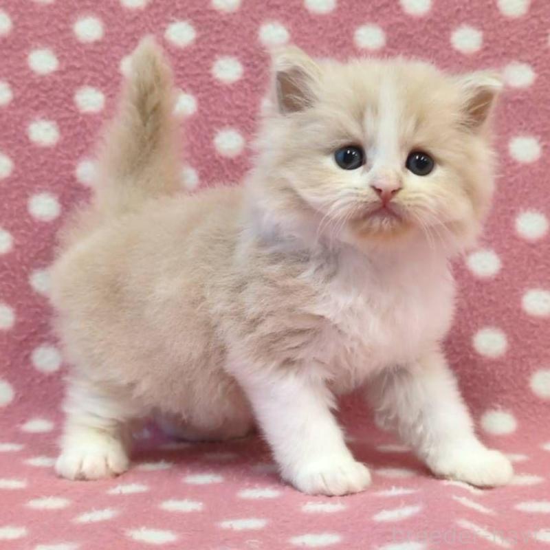 販売中の愛知県のミヌエット-136618の3枚目