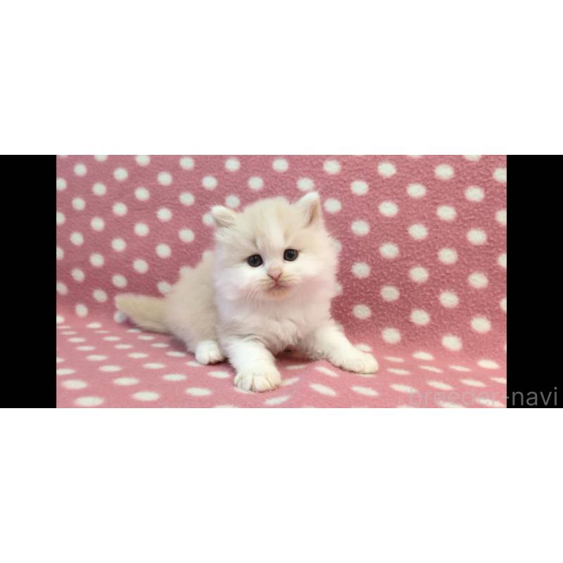 成約済の愛知県のミヌエット-136619の3枚目