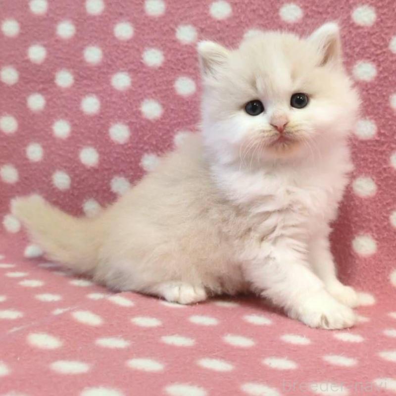 販売中の愛知県のミヌエット-136619