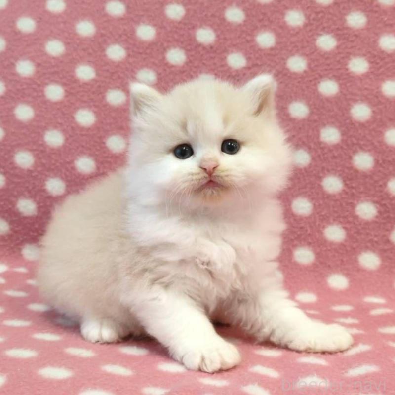 成約済の愛知県のミヌエット-136619の2枚目