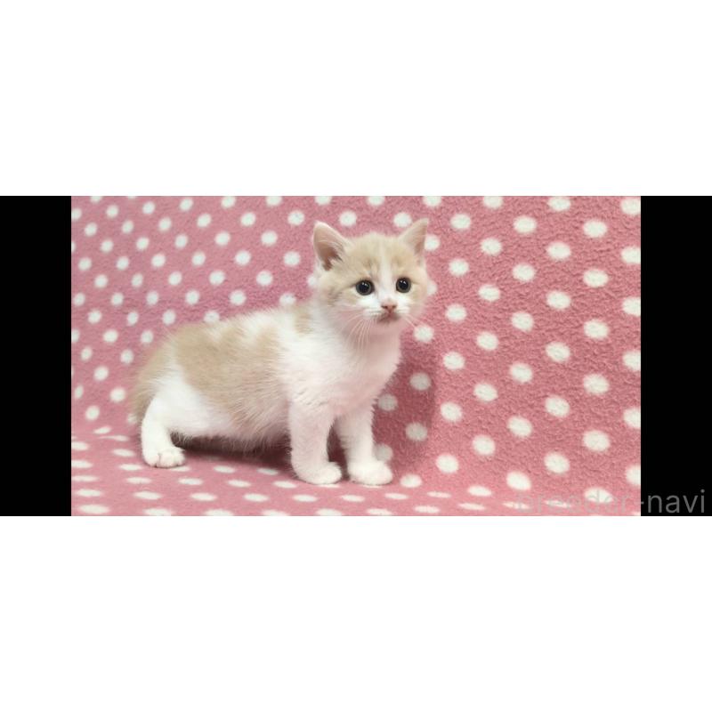 販売中の愛知県のマンチカン-136620の3枚目