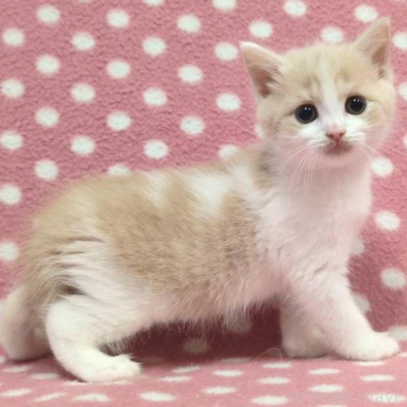 販売中の愛知県のマンチカン-136620