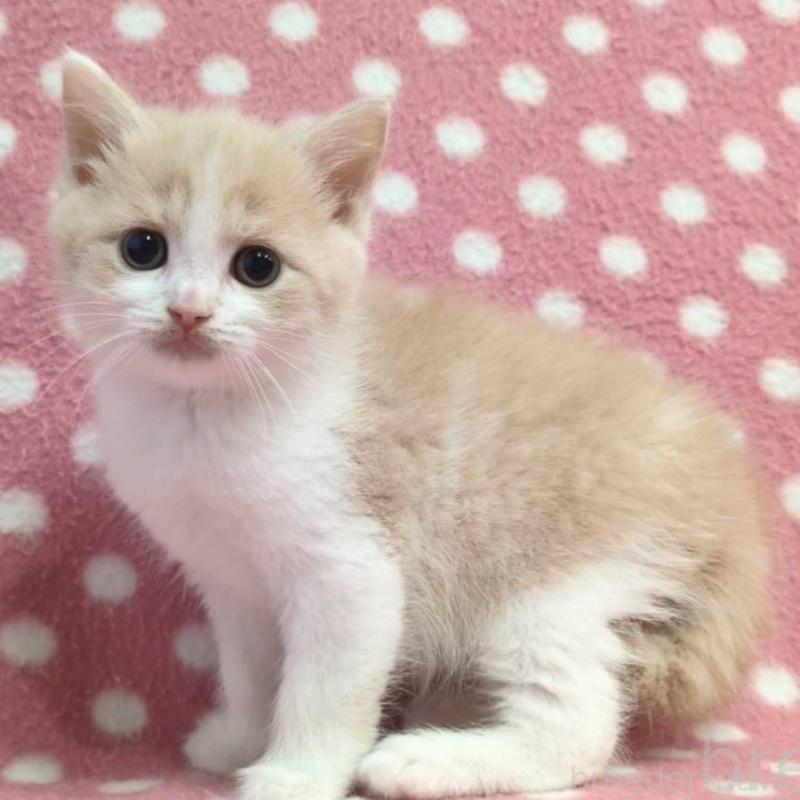 販売中の愛知県のマンチカン-136620の2枚目