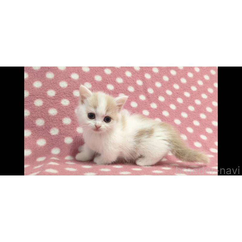 成約済の愛知県のマンチカン(短足)-136621の3枚目