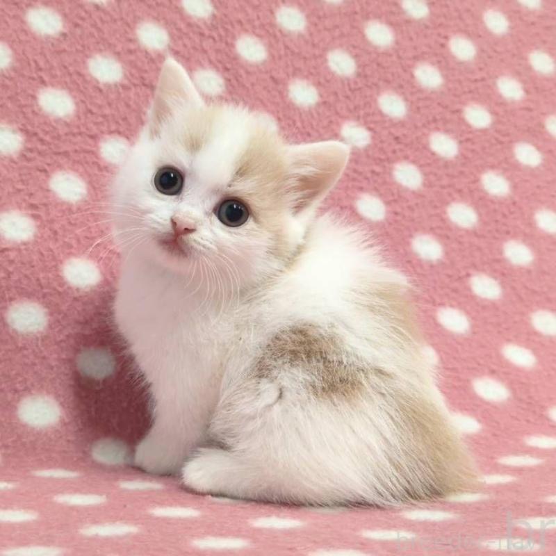 成約済の愛知県のマンチカン(短足)-136621の2枚目