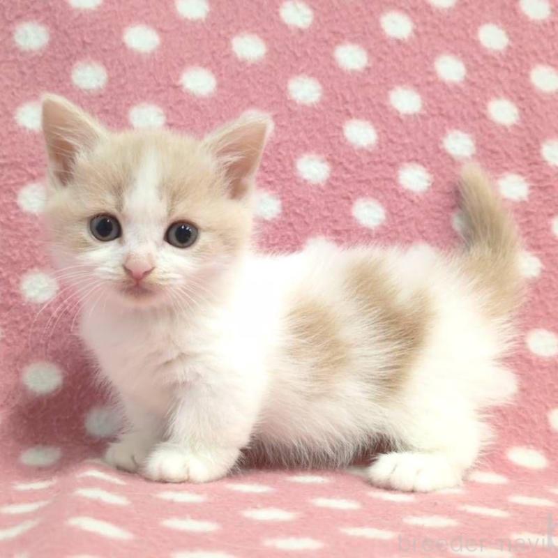 成約済の愛知県のマンチカン(短足)-136622の1枚目