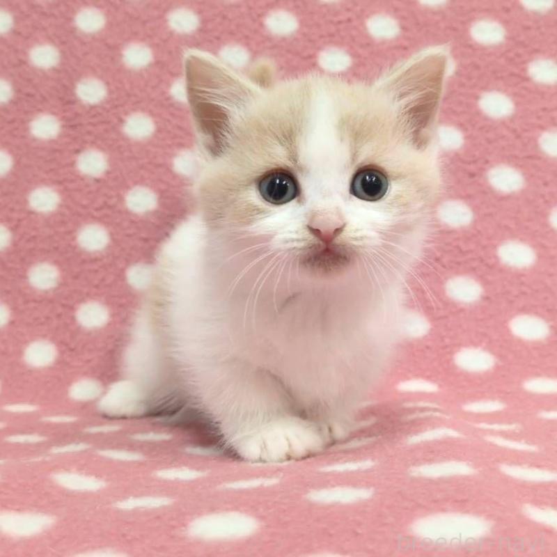 成約済の愛知県のマンチカン(短足)-136622の2枚目