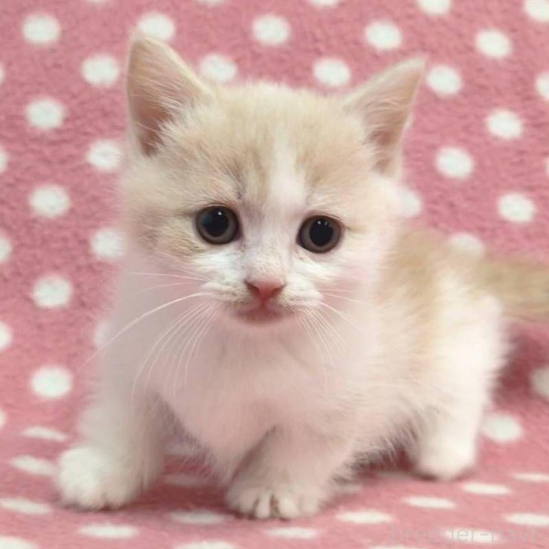 成約済の愛知県のマンチカン(短足)-136623の1枚目