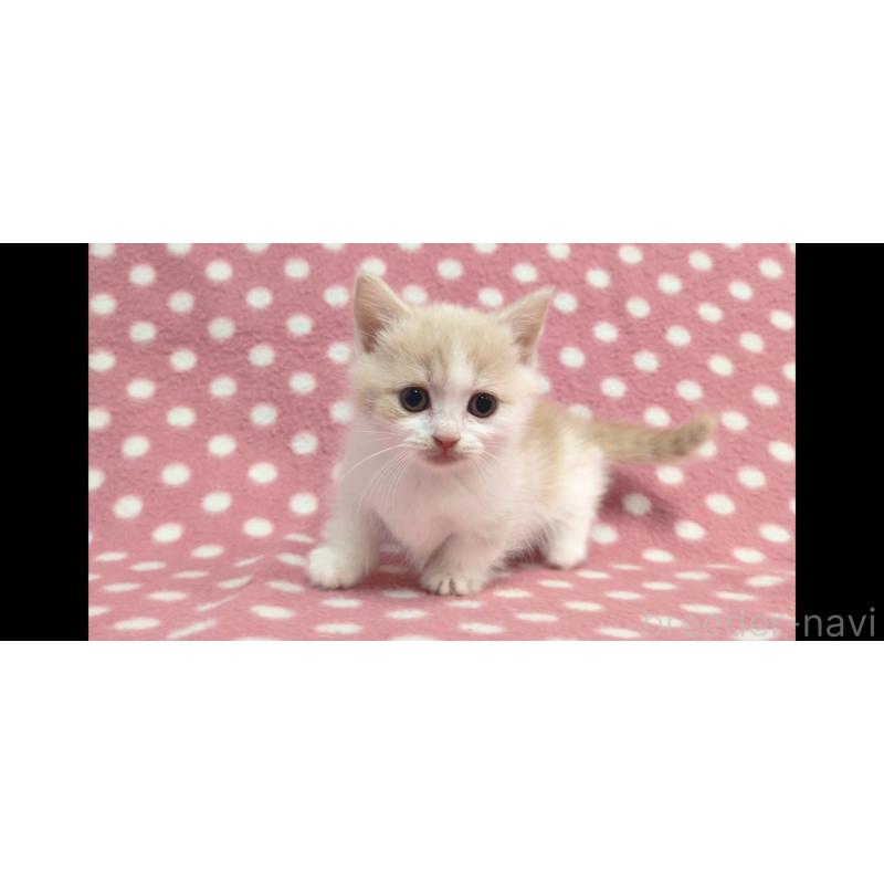 成約済の愛知県のマンチカン(短足)-136623の4枚目