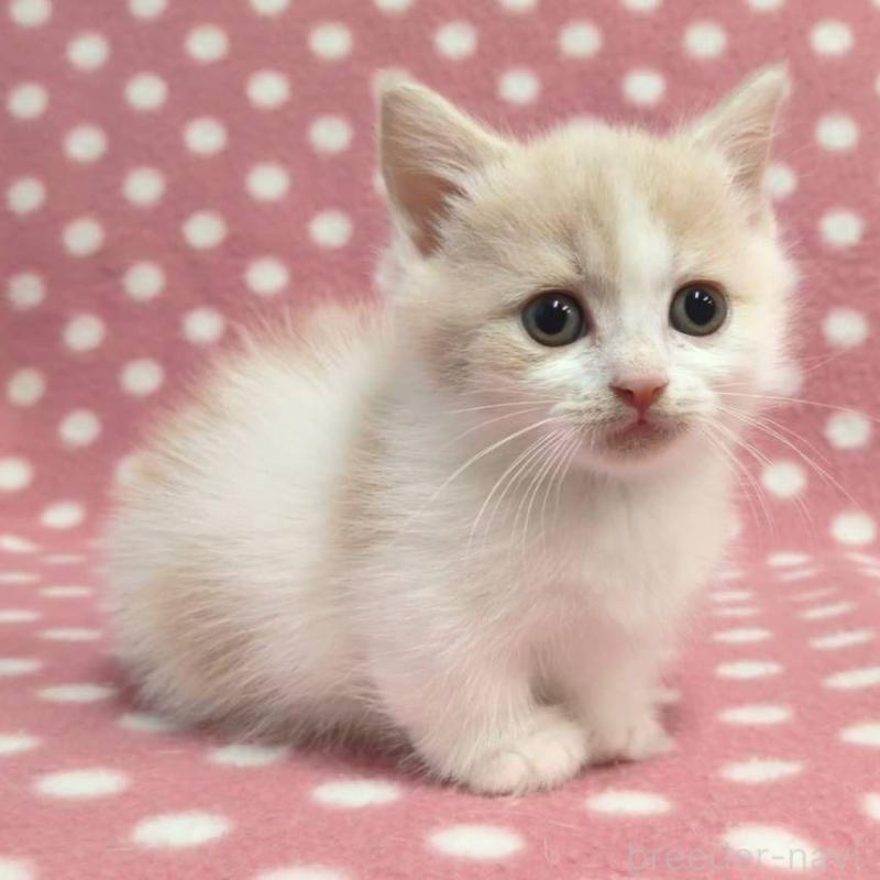 成約済の愛知県のマンチカン(短足)-136623の3枚目