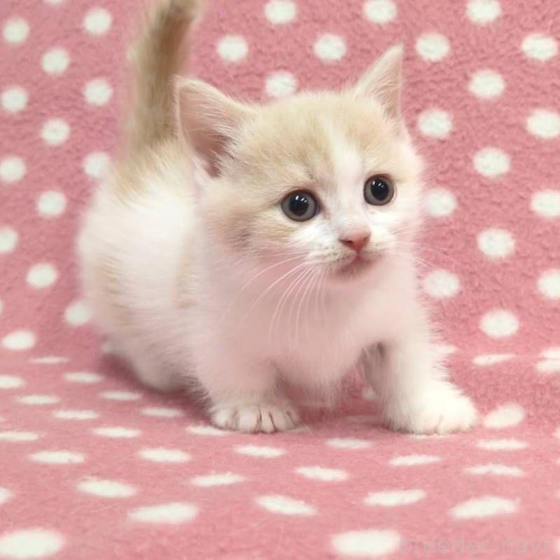 成約済の愛知県のマンチカン(短足)-136623の2枚目