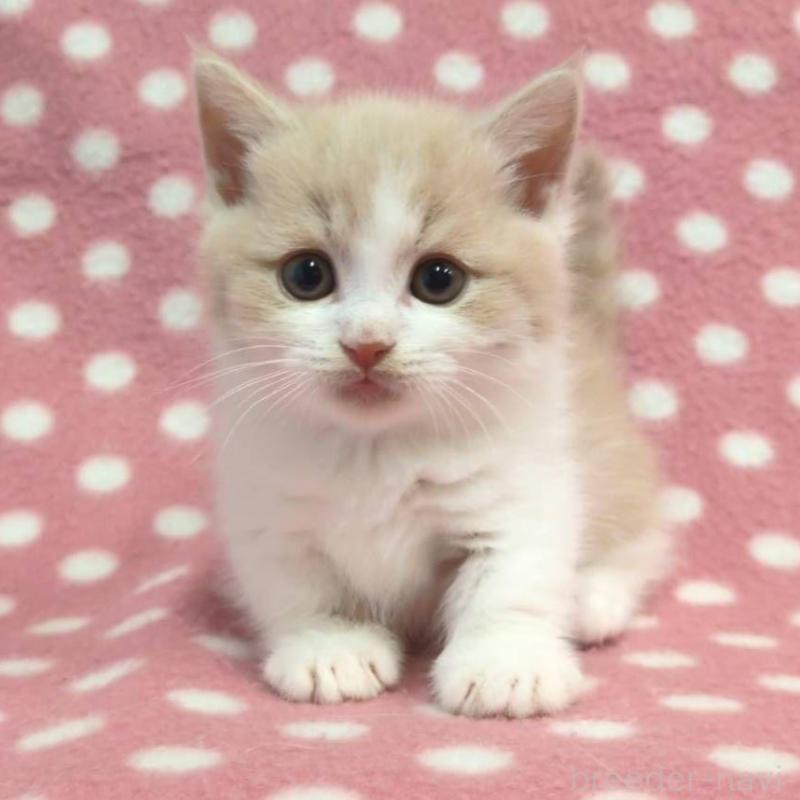 成約済の愛知県のマンチカン(短足)-136624の1枚目