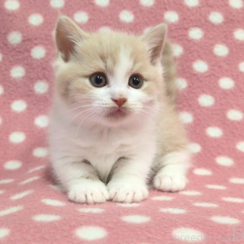 成約済の愛知県のマンチカン(短足)-136624の3枚目