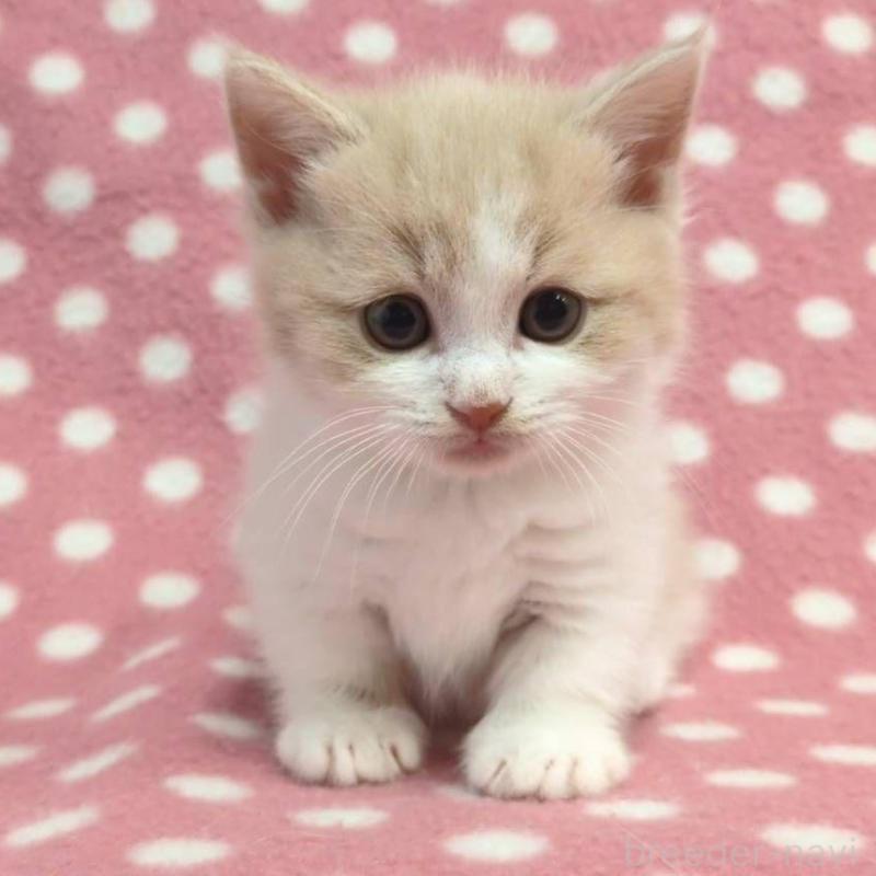 成約済の愛知県のマンチカン(短足)-136624の2枚目