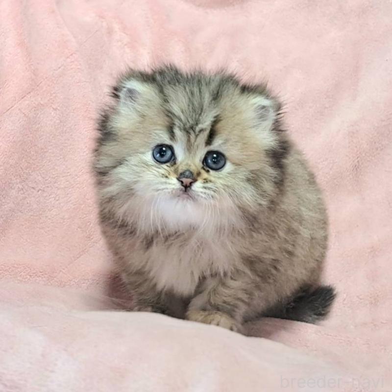 販売中の茨城県のミヌエット-136625の1枚目