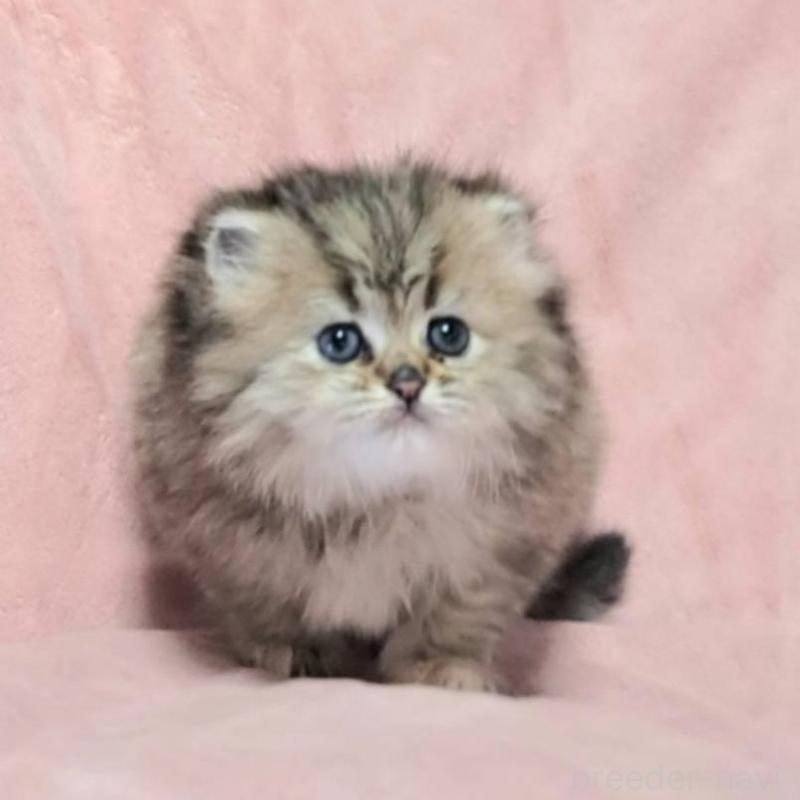 販売中の茨城県のミヌエット-136625の6枚目