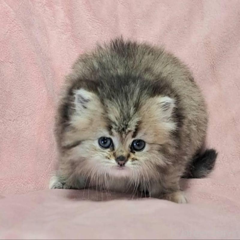 販売中の茨城県のミヌエット-136625の5枚目